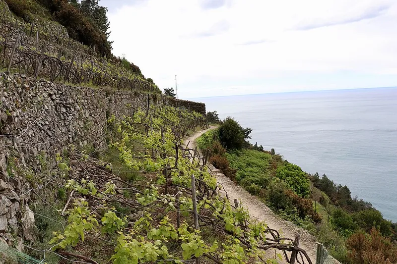 Rótulo do vinho Cinque Terre