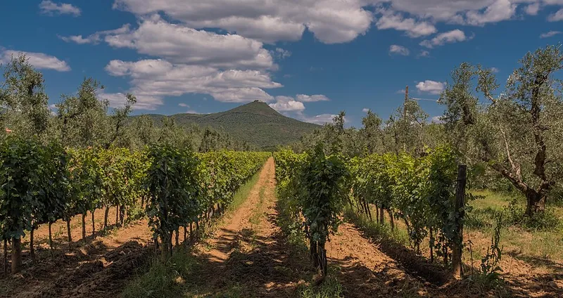 Etiqueta del vino Bolgheri