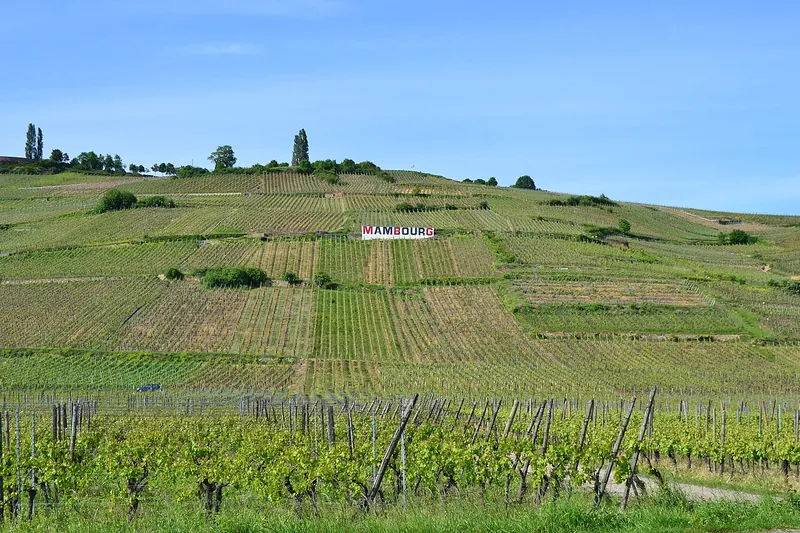 Etiqueta del vino Alsace Grand Cru Mambourg
