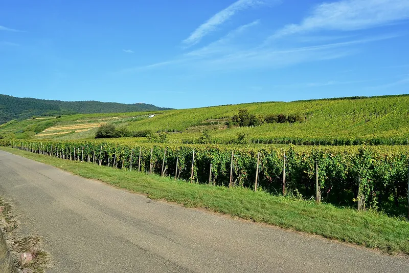 Etiqueta del vino Alsace Grand Cru Pfersigberg