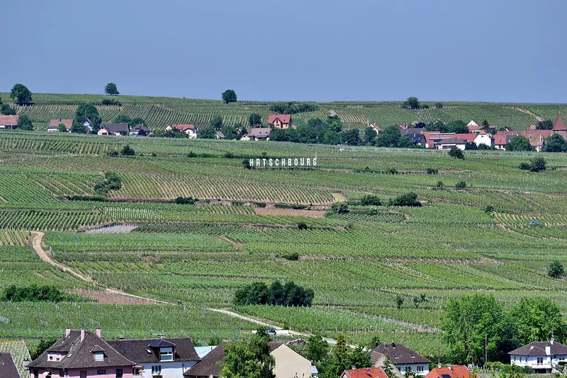 Etiqueta del vino Alsace Grand Cru Hatschbourg