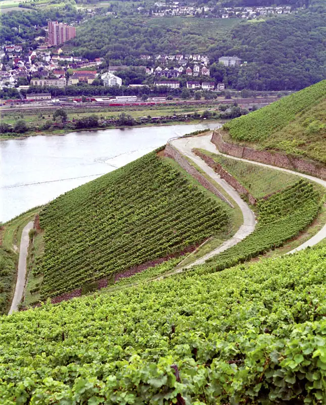 Etiqueta del vino Rüdesheimer Berg Schlossberg