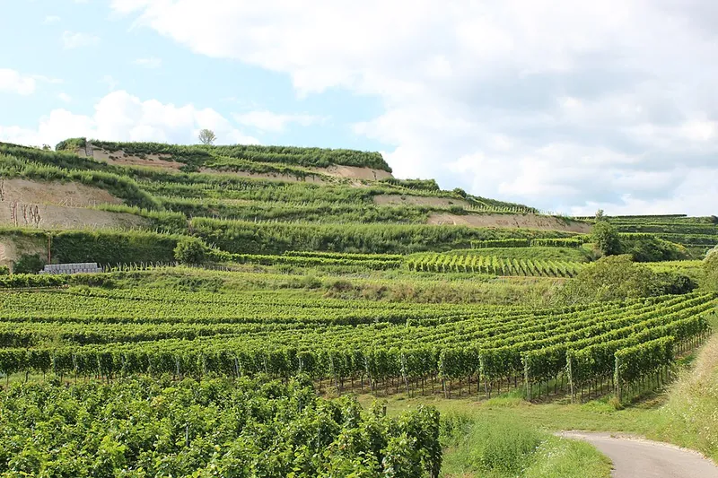 Etiqueta del vino Kaiserstuhl