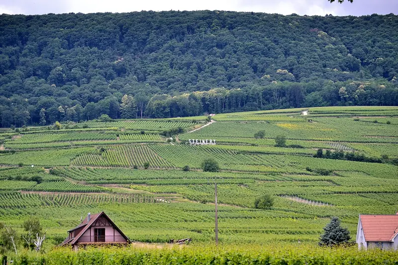 Alsace Grand Cru Steinert wine label