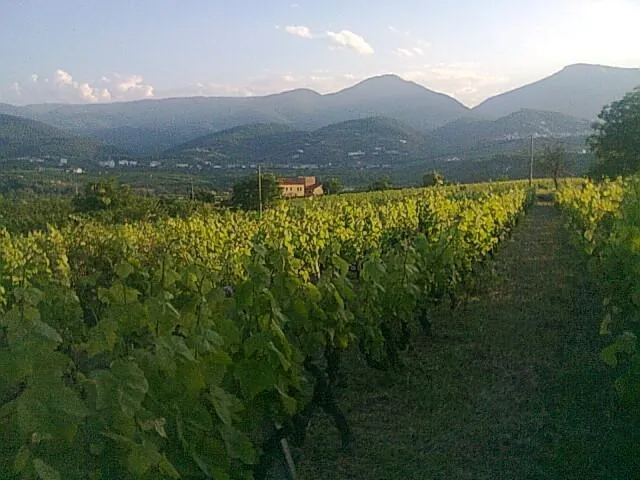 Naoussa wine label