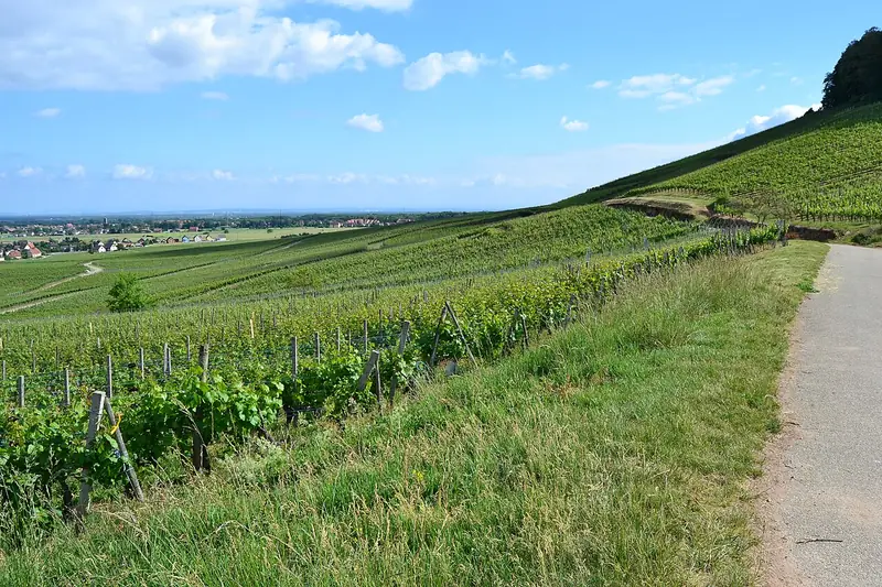 Etiqueta del vino Alsace Grand Cru Spiegel