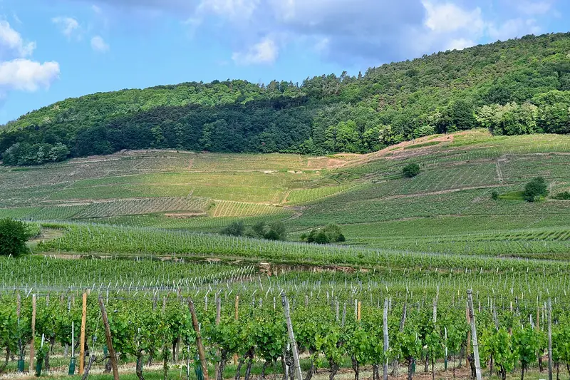 Alsace Grand Cru Kessler wine label