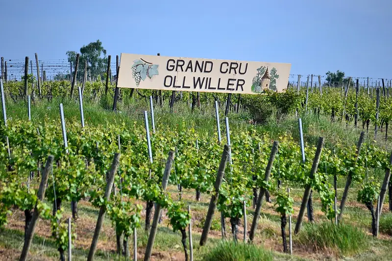Etiqueta del vino Alsace Grand Cru Ollwiller