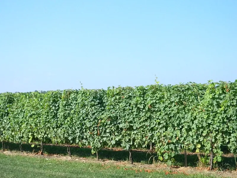 Etiqueta del vino Niagara Peninsula