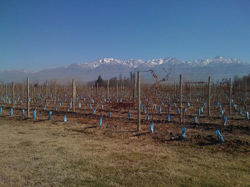 Tupungato wine label