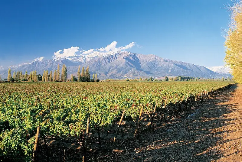 Puente Alto wine label