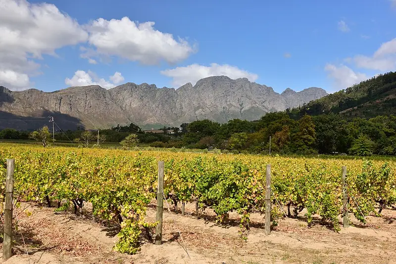 Etiqueta del vino Franschhoek