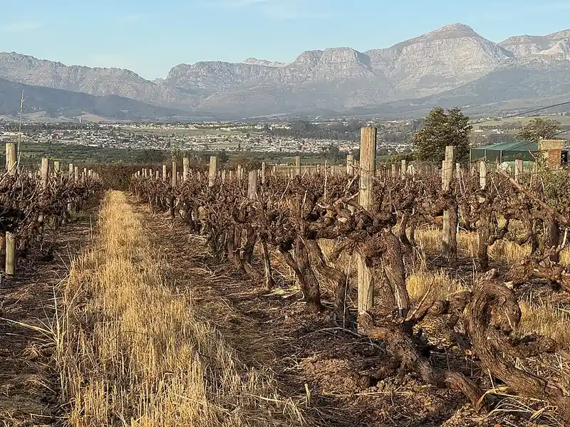 Rótulo do vinho Paarl