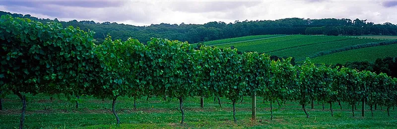 Rótulo do vinho Mornington Peninsula