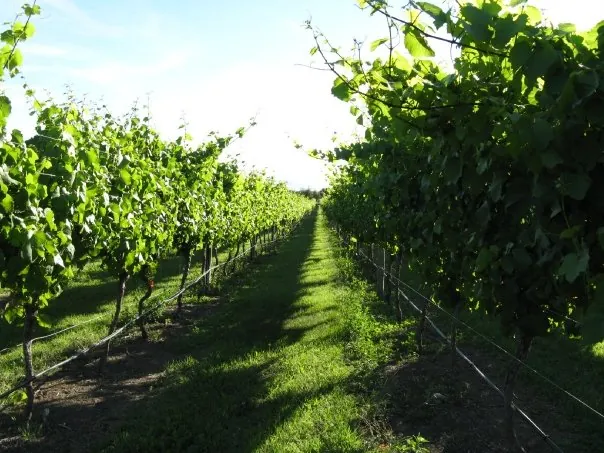 Etiqueta del vino Martinborough