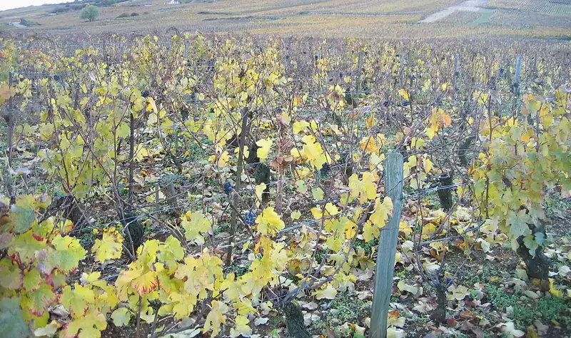Etiqueta del vino Richebourg