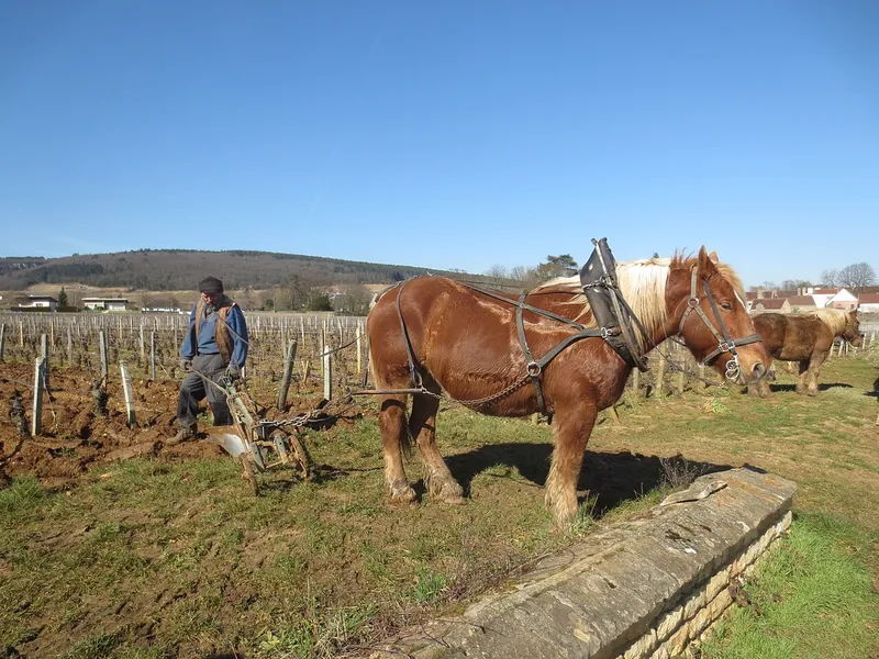 Etiqueta del vino Mazis-Chambertin